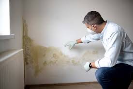 Best Black Mold Removal in USA